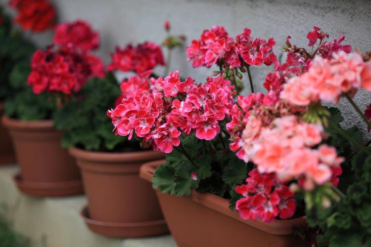 Allarme vespe, l’attacco dei pericolosissimi insetti può essere scacciato con un fiore: costa meno di 1€ e ti salva la vita 3 Allarme vespe