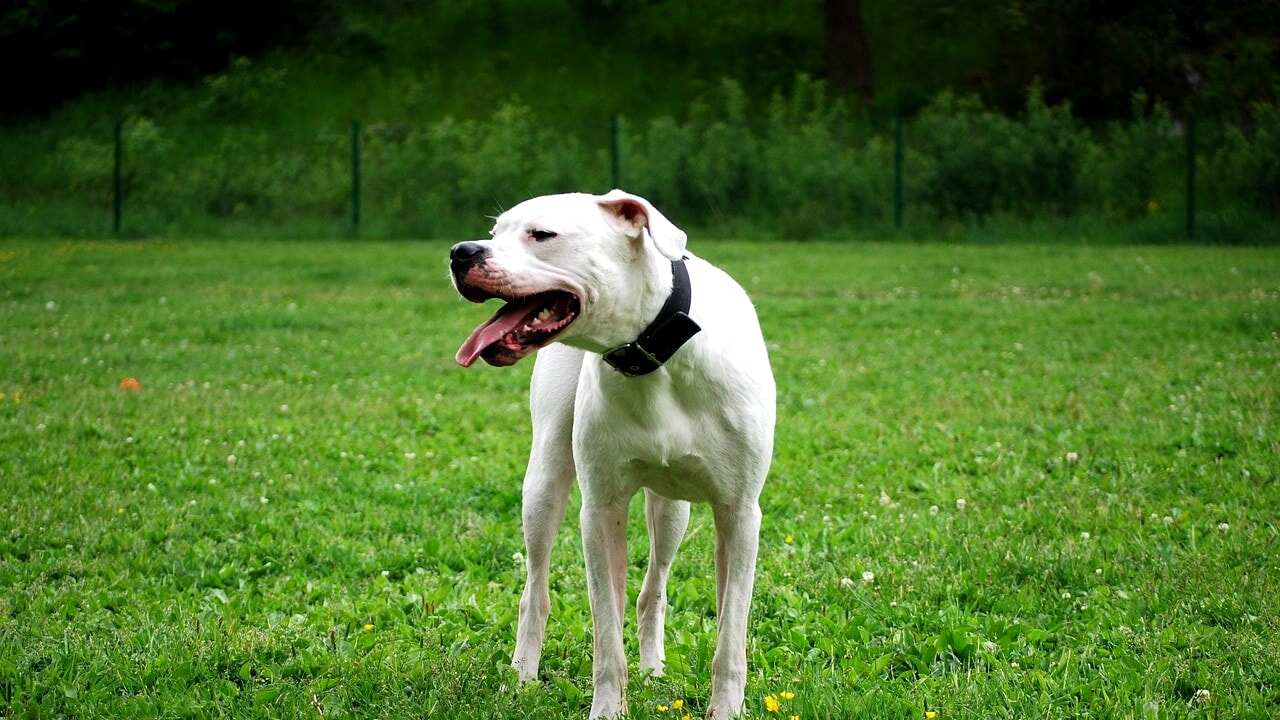 Aggressione da parte di un dogo argentino a Monteverde: intervento delle forze dell’ordine